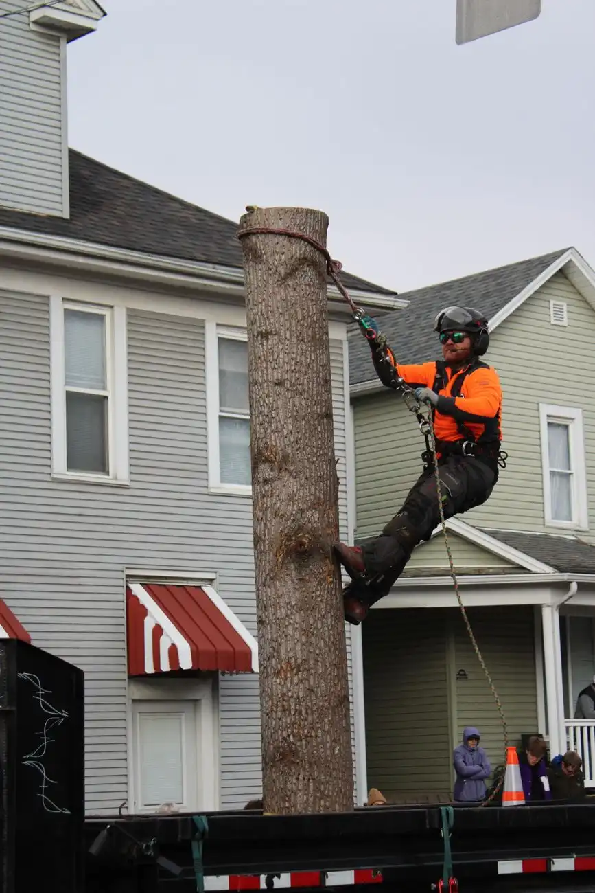 Arborist in climbing gear working a tall trunk above a rooftop