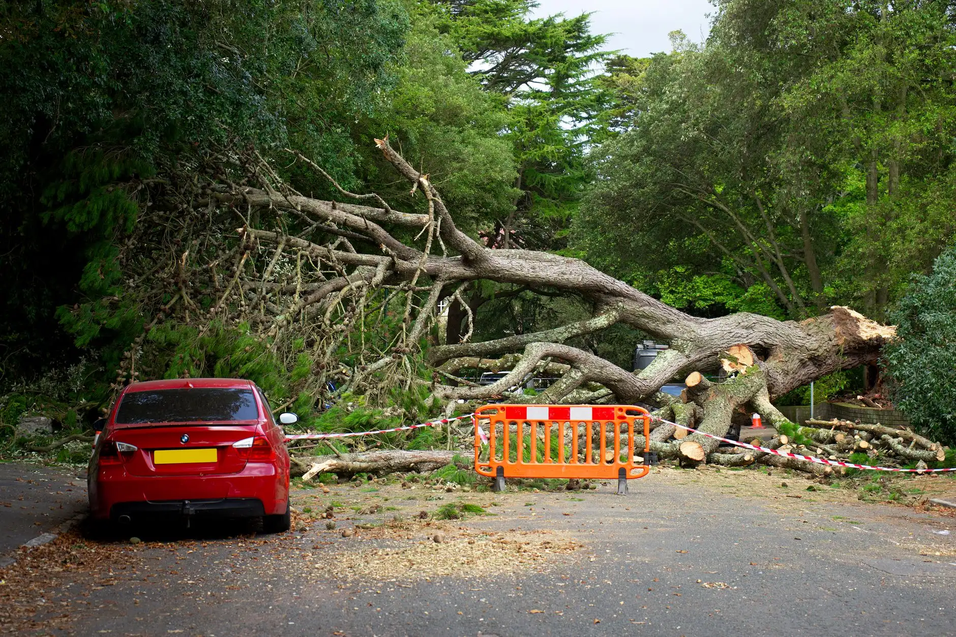 Fallen tree blocking a road after high winds